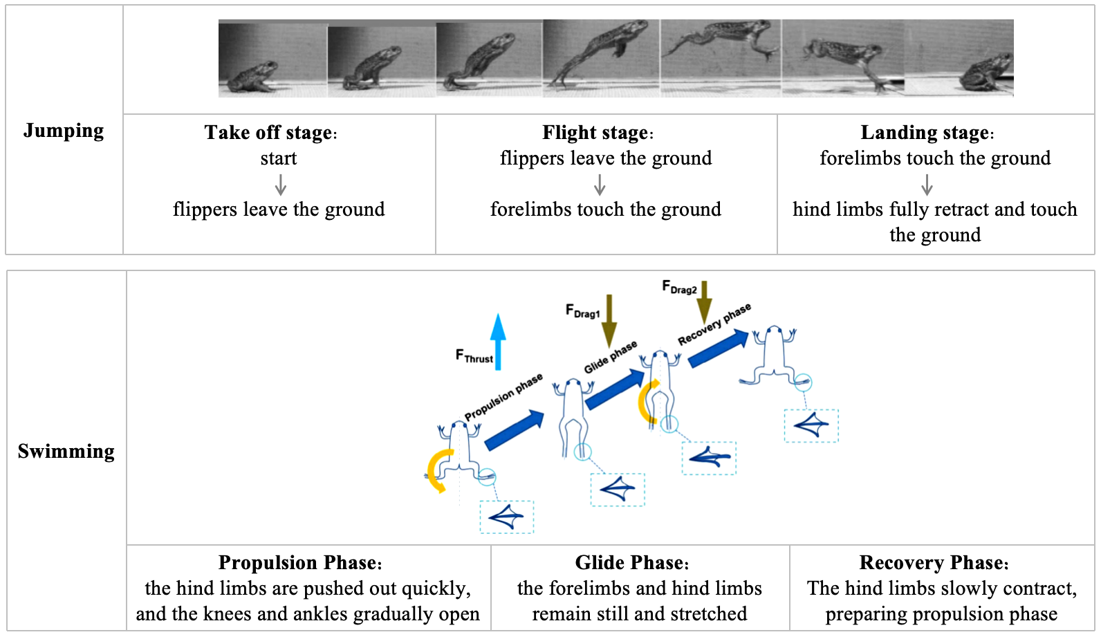 Stage Analysis